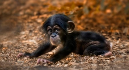 Baby-Chimpanzee - chimpanzee, monkey, baby, hair