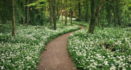 Path in the forest - nature, tree, flowers, forest