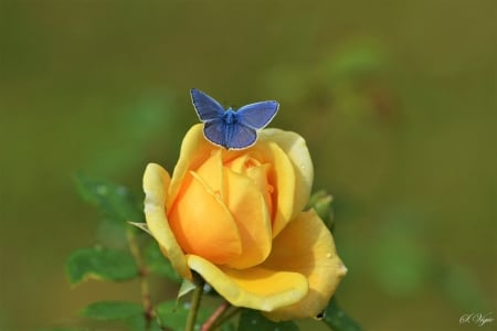 Butterfly in flower - flower, butterfly, nature, rose