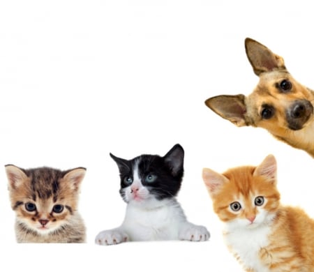 Hello! - cat, pet, pisica, kitten, caine, dog, hello, animal, frame