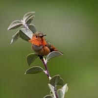 Humming-bird