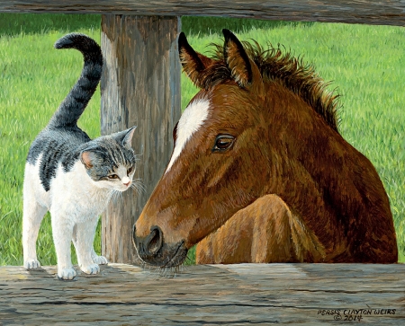 Hello, neighbour! - parsis clayton wirs, fence, cat, pisica, horse, luminos, animal, cal, cute, friend