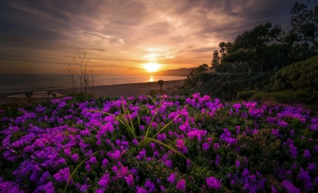 Flowers at sunset - sunset, nature, Flowers, at