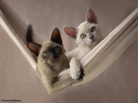 Cats - animal, pisica, paw, hammock, cat