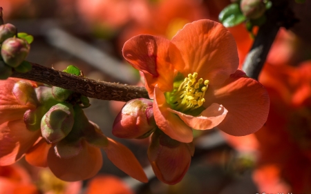 Spring - flower, japonica, spring, blossom, orange