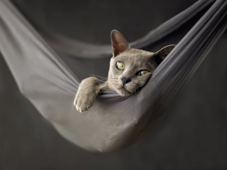 Lazy cat - paw, grey, cat, hammock, animal, pisica