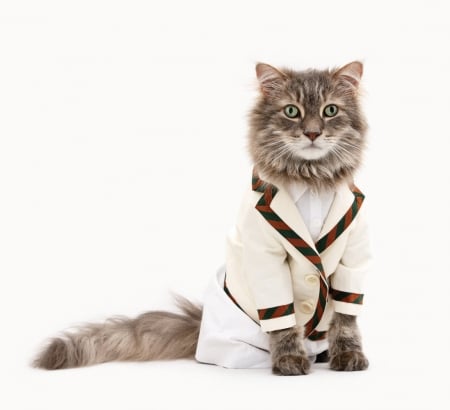 Cat - white, animal, pisica, costume, funny, cat