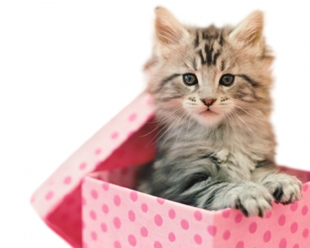 Kitten - paw, gift, cat, pisica, kitten, box, rachael hale, pink, animal