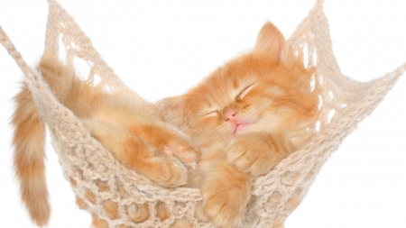 Kitten - ginger, hammock, orange, sweet, cat, pisica, animal, sleep, kitten