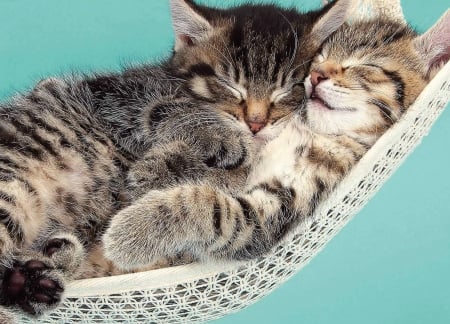 Kittens - summer, blue, hammock, cat, pisica, white, animal, sleep, kitten, paw, couple