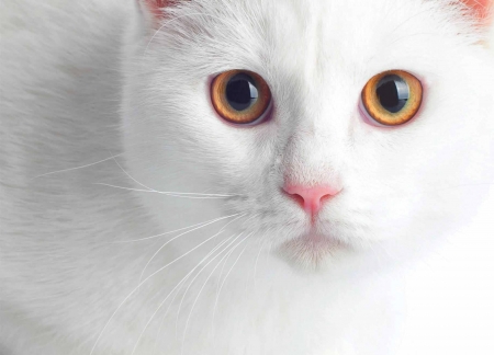 Cat - skin, white, animal, winter, pisica, eyes, face, cat