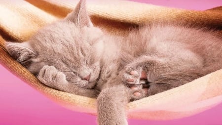 Kitten - paw, cat, nap, hammock, summer, pisica, kitten, pink, animal, sweet, cute