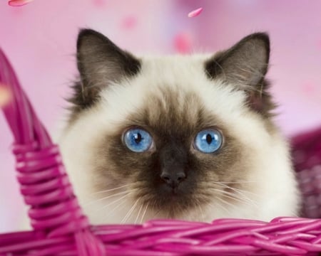 Cat - cat, pink, eyes, blue, animal, basket, pisica