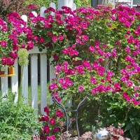 roses on the fence