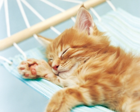 Kitten - paw, cat, hammock, pisica, kitten, white, sleep, rachael hale, blue, sweet, cute