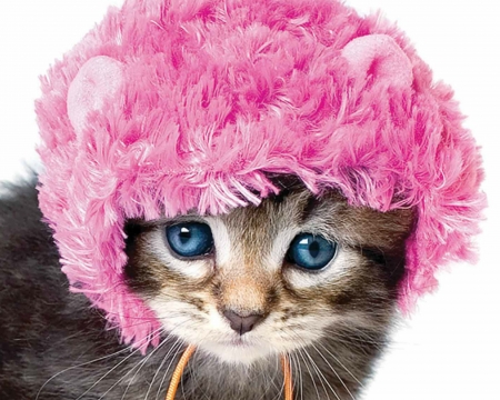 Kitten - hat, cat, blue eyes, winter, pisica, kitten, animal, sweet, cute