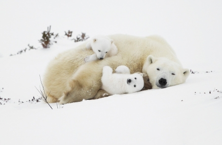 Polar bear - cub, bear, polar, snow