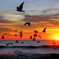 Seagulls over Ocean at Sunset