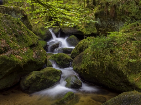 Stream - moss, flower, Stream, nature