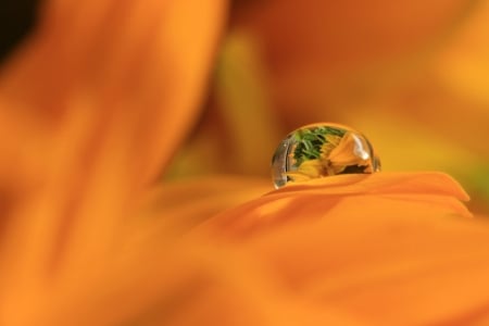 Water Drop - nature, water, drop, leaf