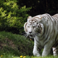 White Tiger