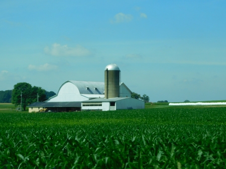 Country Barn - white, fields, green, barn, corn