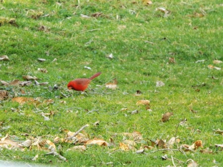 A Little Snack! - red, green, brown, grass, leaves