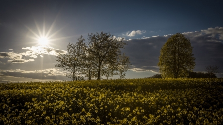 Flower Field - nature, sun, tree, field, flower