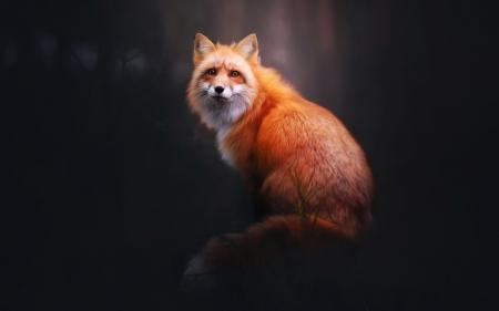 Fox - animal, tail, fox, red