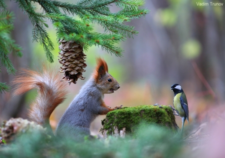 Bird and squirrel - squirrel, friend, bird, beautiful