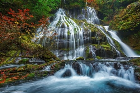 Panther Creek Falls - nature, forest, trees, waterfall, creek