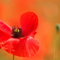 Poppies