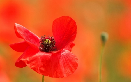 Poppies - photography, wallpapers, nature, macro, warm, close-up, red, flowers, poppies