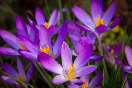 Flower - nature, plants, Flower, leaf, tree