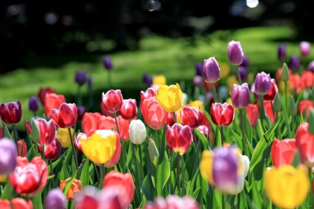 Tulips - nature, cloud, plants, Tulips, leaf, flowr, tree, sky