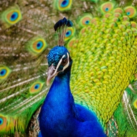 Peacock