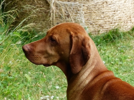 Cute dog - brown, dog, summer, cute, grass