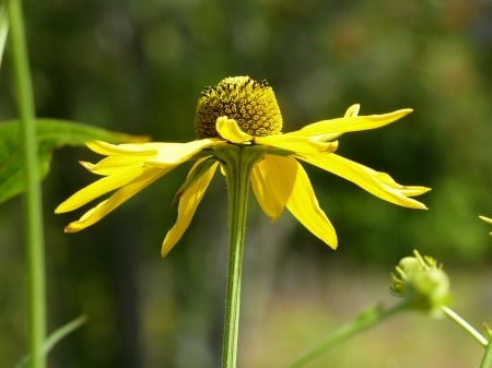 Rudbeckia - yellow, summer, garden, buds, flower