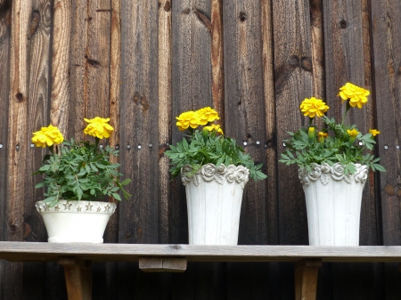 Mariegold - flowers, yellow, summer, garden, Mariegold, wall