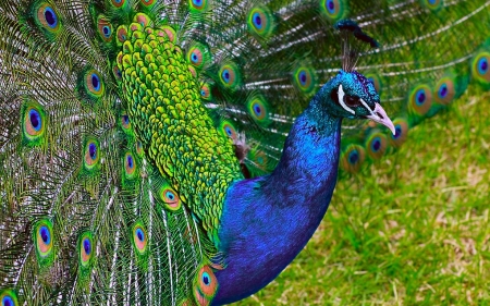 Peacock - feather, pasare, bird, paun, peacock, blue, green