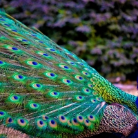 Peacock