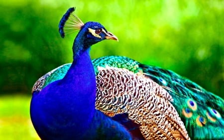 Peacock - bird, paun, peacock, blue, green, pasare, feather