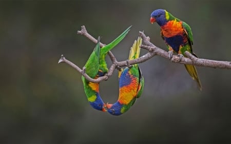 The kiss - trio, kiss, branch, parrot, funny, cute, pasare, bird