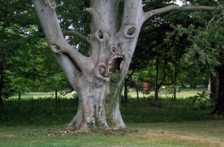 Ugly beech - England, Beech, Munch Scream painting, Suffolk, Terrifying