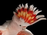 Cockatoo