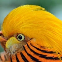 Golden pheasant