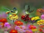 Birds and flowers