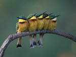 Bee eaters