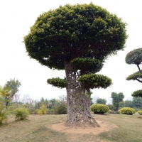 Strange tree trunk