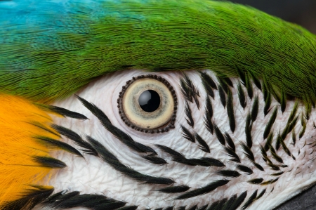 Parrot's eye - bird, parrot, yellow, white, pasare, texture, eye, skin, green